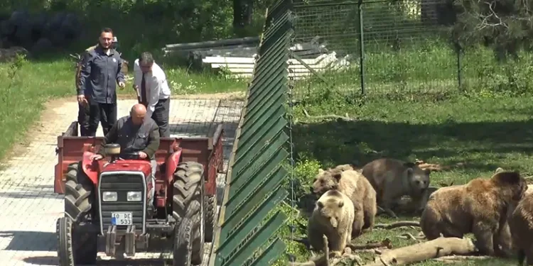 Artık ekmeğin de iyisini ayılar yiyor