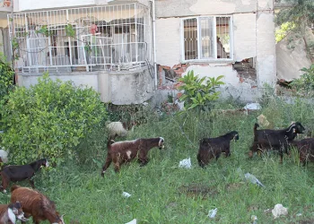 Hatay sokakları keçilere kaldı