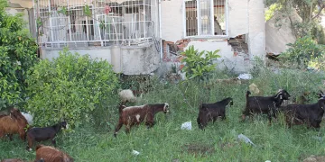 Hatay sokakları keçilere kaldı