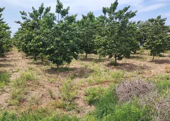 Hurma bahçesinde erkek cesedi bulundu
