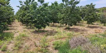 Hurma bahçesinde erkek cesedi bulundu