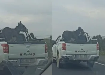 Pikap kasasına eşek bağladılar