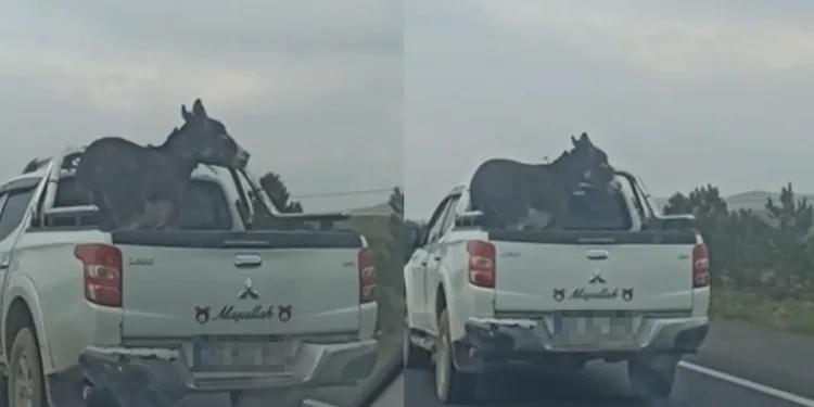 Pikap kasasına eşek bağladılar