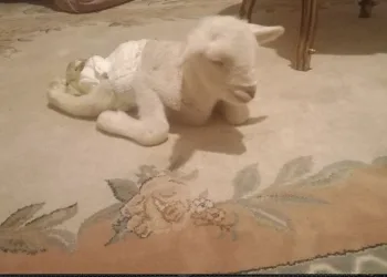 Bacakları ters kuzu doğdu