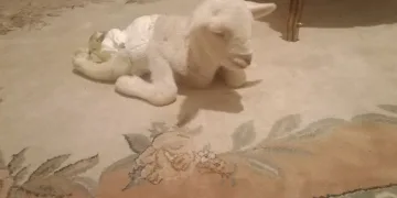Bacakları ters kuzu doğdu