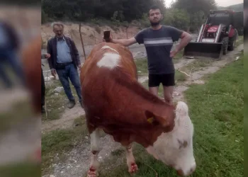 Kanala düşen inek, köylülerin çabasıyla kurtarıldı