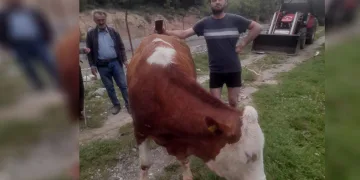 Kanala düşen inek, köylülerin çabasıyla kurtarıldı