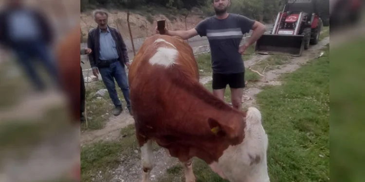 Kanala düşen inek, köylülerin çabasıyla kurtarıldı