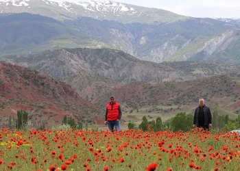 Oltu’da gelincik şöleni