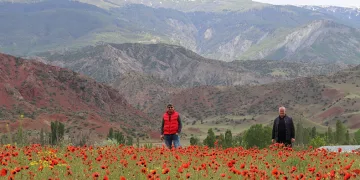 Oltu’da gelincik şöleni