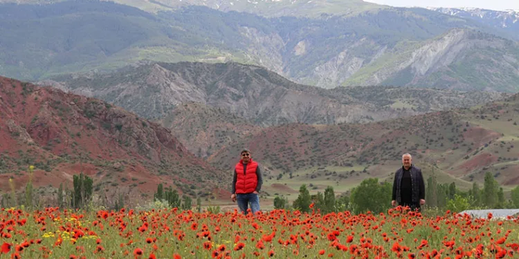 Oltu’da gelincik şöleni