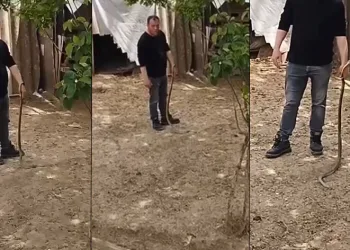 Bursa’da bahçesine giren yılanı elleriyle yakaladı