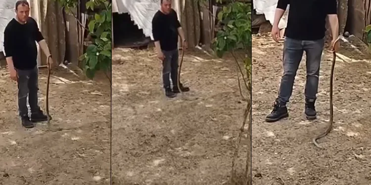 Bursa’da bahçesine giren yılanı elleriyle yakaladı