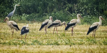 Leyleklerin Bursa’da yağmur molası