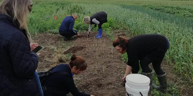 Lüleburgaz’da salep üretimi umut veriyor