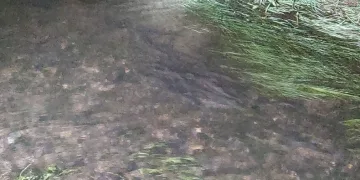 İnci kefallerinin eşsiz gece yolculuğu başladı