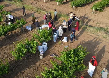 Depremzede üreticiler üzüm yaprağı mesaisinde
