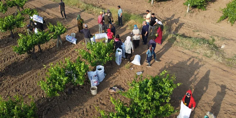 Depremzede üreticiler üzüm yaprağı mesaisinde
