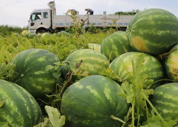 Adana karpuzu hasat için gün sayıyor