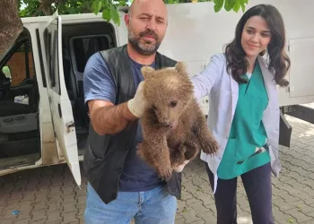Bursa’da ayı yavrusu bulundu