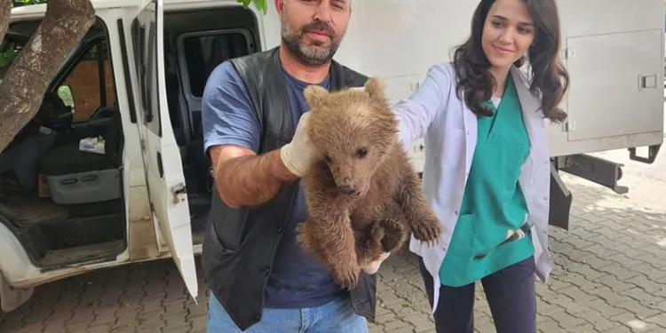 Bursa’da ayı yavrusu bulundu