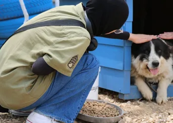 Topladıkları kapaklar sokak hayvanlarına mama oldu