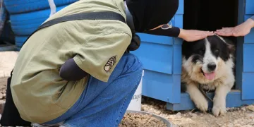 Topladıkları kapaklar sokak hayvanlarına mama oldu