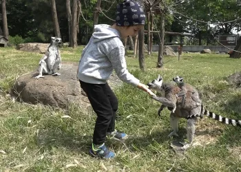 Öğrenciler lemurları elleriyle besledi