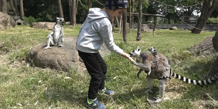 Öğrenciler lemurları elleriyle besledi