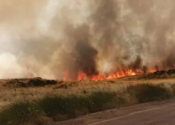 Buğday tarlası küle döndü