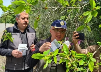 “Katil arı” alarmı