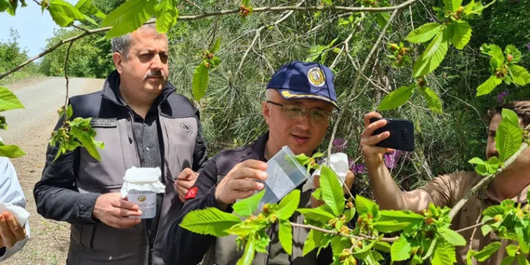 “Katil arı” alarmı
