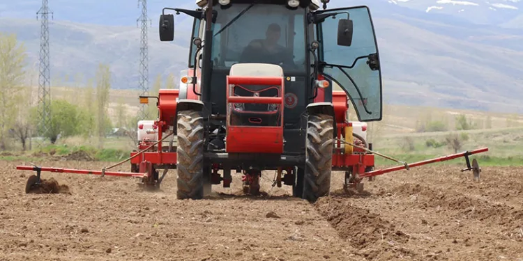 Ayçiçeği ekimi başladı