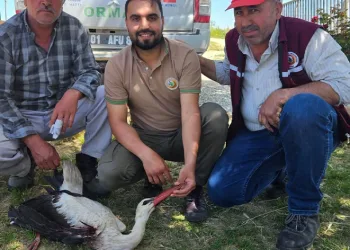 Yaralı leylek tedavi altına alındı