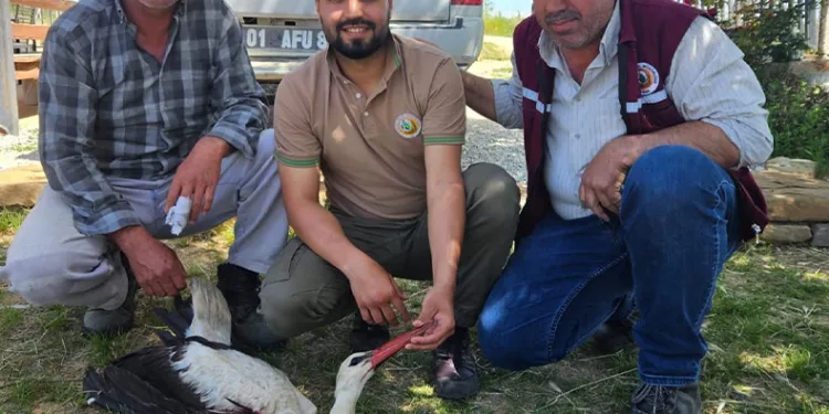 Yaralı leylek tedavi altına alındı