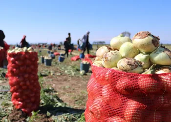 Soğan fiyatları düştü