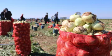 Soğan fiyatları düştü