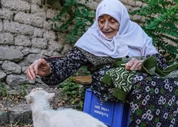 Sokak kedileri öksüz kaldı