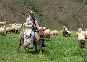 Türkler beğenmeyince Afganlara kaldı