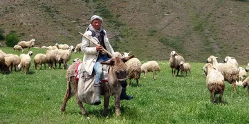 Türkler beğenmeyince Afganlara kaldı