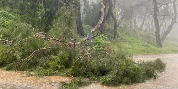 Sağanak yağmur ve fırtına ağaç devirdi