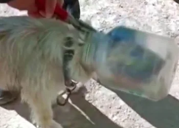 Kafası bidona sıkışan köpeği itfaiye kurtardı