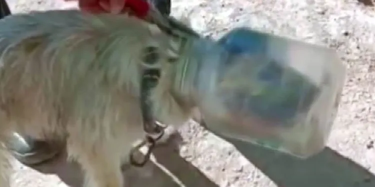 Kafası bidona sıkışan köpeği itfaiye kurtardı