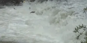 Kars’ta balıkların göçü başladı