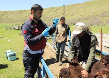 15 bine yakın aşı yapıldı