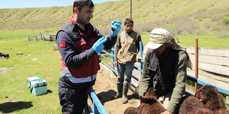 15 bine yakın aşı yapıldı