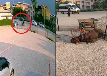 Bursa’da sahipsiz at, demir korumalara çarparak telef oldu