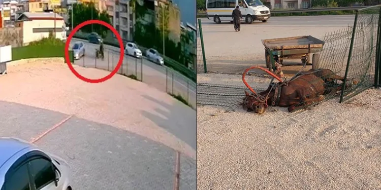 Bursa’da sahipsiz at, demir korumalara çarparak telef oldu