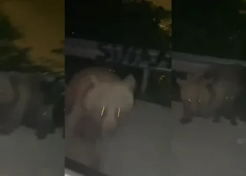 Gezmeye gittiler anayola inen ayının saldırısına uğradılar