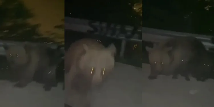 Gezmeye gittiler anayola inen ayının saldırısına uğradılar